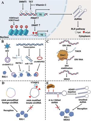 Retinoic acid-inducible gene-I like receptor pathway in cancer: modification and treatment